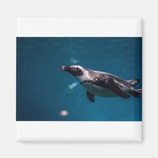 海の中で泳ぐペンギン。 マグネット (正面)
