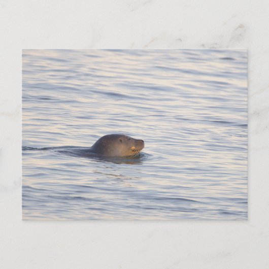 海の中のアザラシの写真ポストカード ポストカード (正面)