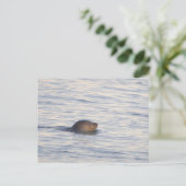 海の中のアザラシの写真ポストカード ポストカード (スタンド正面)