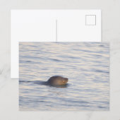 海の中のアザラシの写真ポストカード ポストカード (正面/裏面)