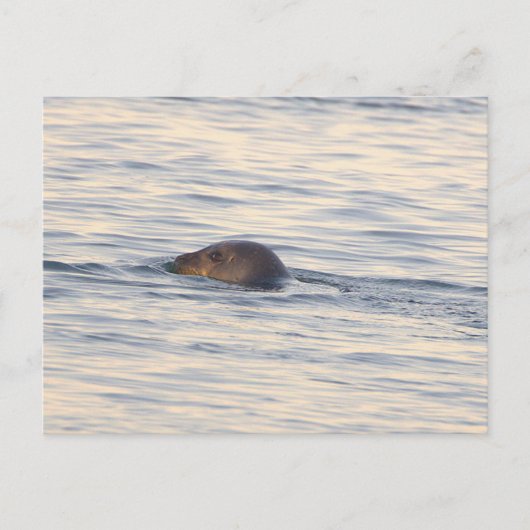 海の中のアザラシの写真ポストカード ポストカード (正面)