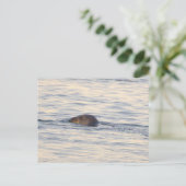 海の中のアザラシの写真ポストカード ポストカード (スタンド正面)