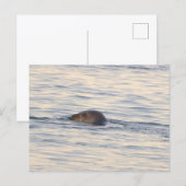 海の中のアザラシの写真ポストカード ポストカード (正面/裏面)