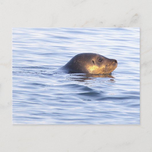 海の中のアザラシの写真ポストカード ポストカード (正面)