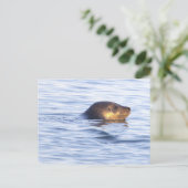 海の中のアザラシの写真ポストカード ポストカード (スタンド正面)
