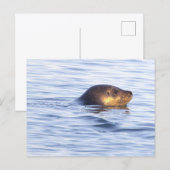 海の中のアザラシの写真ポストカード ポストカード (正面/裏面)
