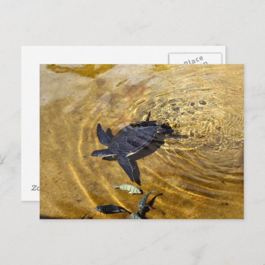 海の亀の黄金の海はがき ポストカード (正面/裏面)