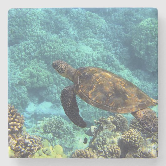 海の亀 ストーンコースター (正面)
