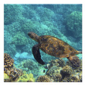 海の亀 ポスター (正面)