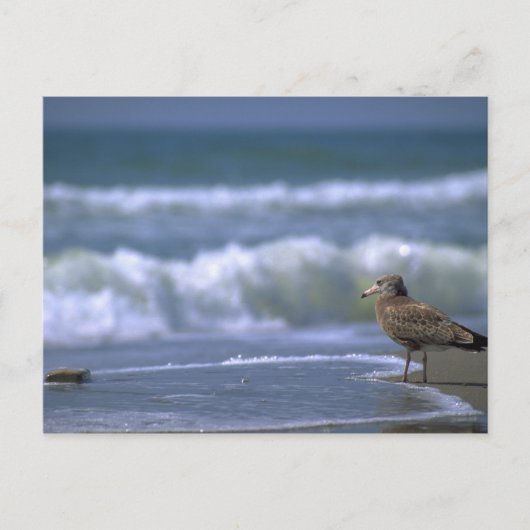 海の向こう側 ポストカード (正面)