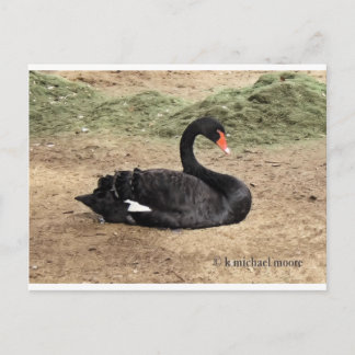 海の夢を見る ポストカード