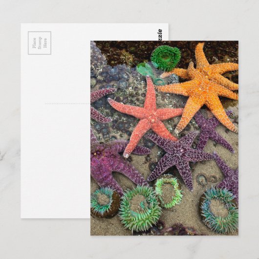 海の宝石 ポストカード (正面/裏面)