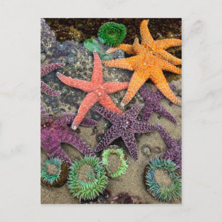 海の宝石 ポストカード