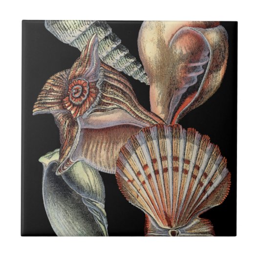 海の宝 タイル (正面)