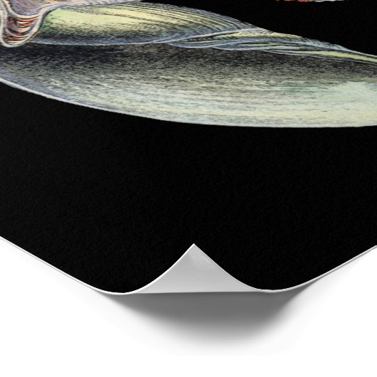 海の宝 ポスター (角)