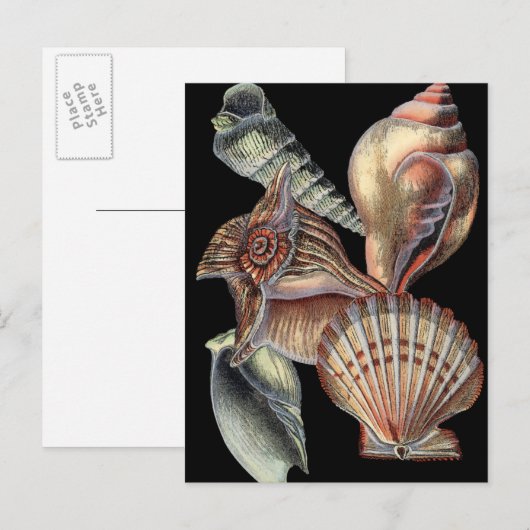 海の宝 ポストカード (正面/裏面)