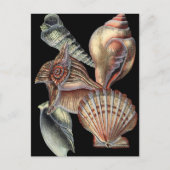 海の宝 ポストカード (正面)