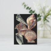 海の宝 ポストカード (スタンド正面)