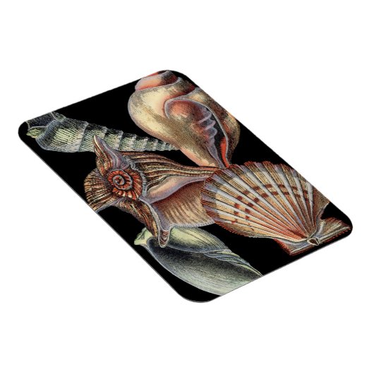 海の宝 マグネット (右側)