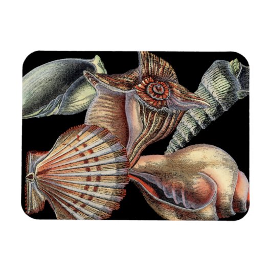 海の宝 マグネット (横)