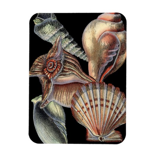 海の宝 マグネット (縦)