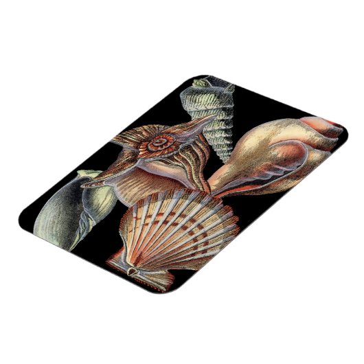 海の宝 マグネット (左側)