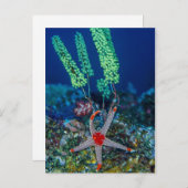 海の星とチュニケ ポストカード (正面/裏面)