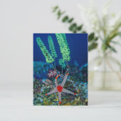 海の星とチュニケ ポストカード (スタンド正面)