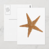 海の星 ポストカード (正面/裏面)