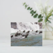 海の獅子が海に集まって見ていた ポストカード (スタンド正面)