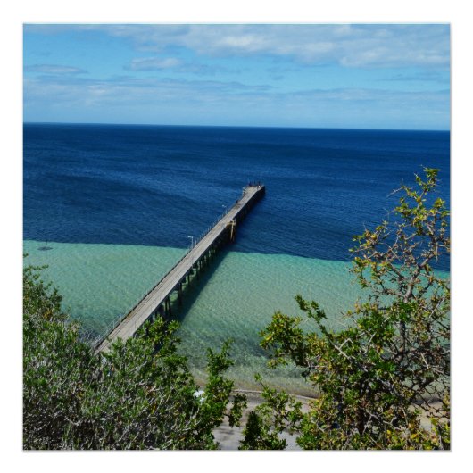 海の生物の鳥瞰図、光沢のあるポスター ポスター (正面)