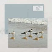 海の端にサンパイパー ポストカード (正面/裏面)