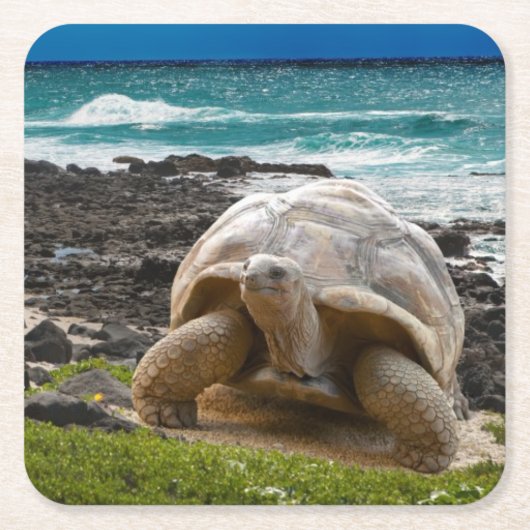 海の端の大きいカメ スクエアペーパーコースター (正面)