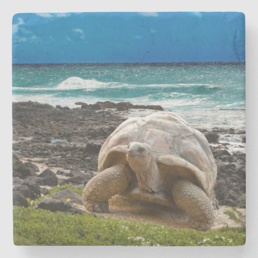 海の端の大きいカメ ストーンコースター (正面)