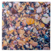 海の貝および小石 タイル (正面)