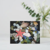 海の貝および石 ポストカード (スタンド正面)