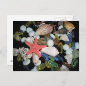 海の貝および石 ポストカード (正面/裏面)