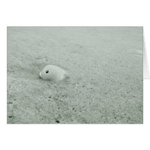 海の貝の写真カード