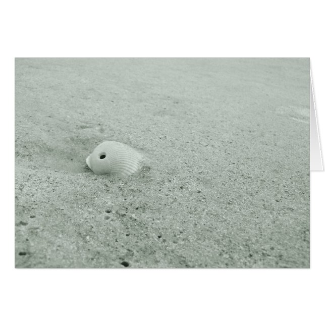 海の貝の写真カード (正面横)