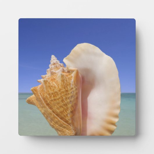 海の貝殻のクローズアップ フォトプラーク (正面)