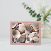 海の貝殻 ポストカード (スタンド正面)