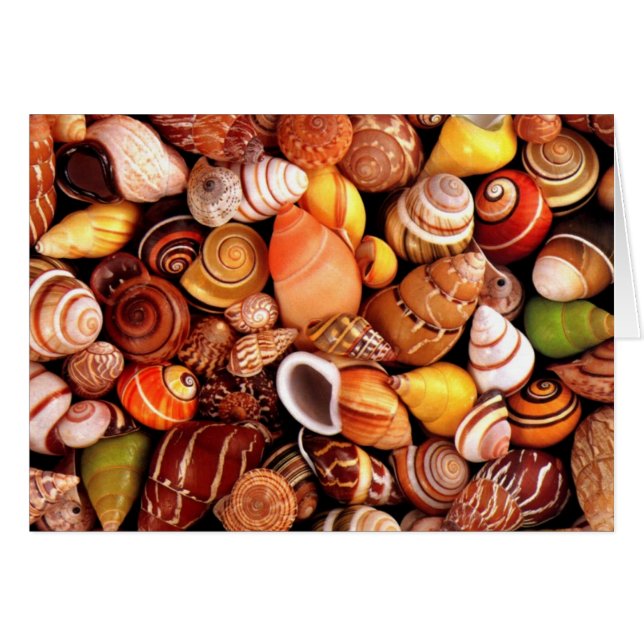 海の貝 (正面横)