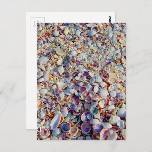 海の貝 ポストカード (正面/裏面)