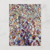 海の貝 ポストカード (正面)