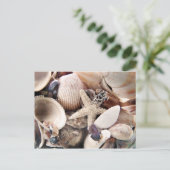 海の貝 ポストカード (スタンド正面)