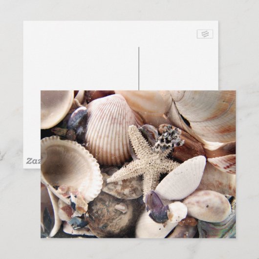 海の貝 ポストカード (正面/裏面)