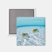 海の魚2 マグネット (正面/裏面)