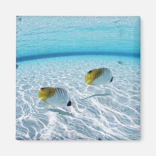 海の魚2 マグネット (正面)