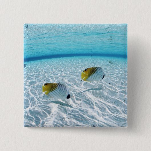 海の魚2 缶バッジ (正面)