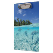 海の魚 クリップボード (左)